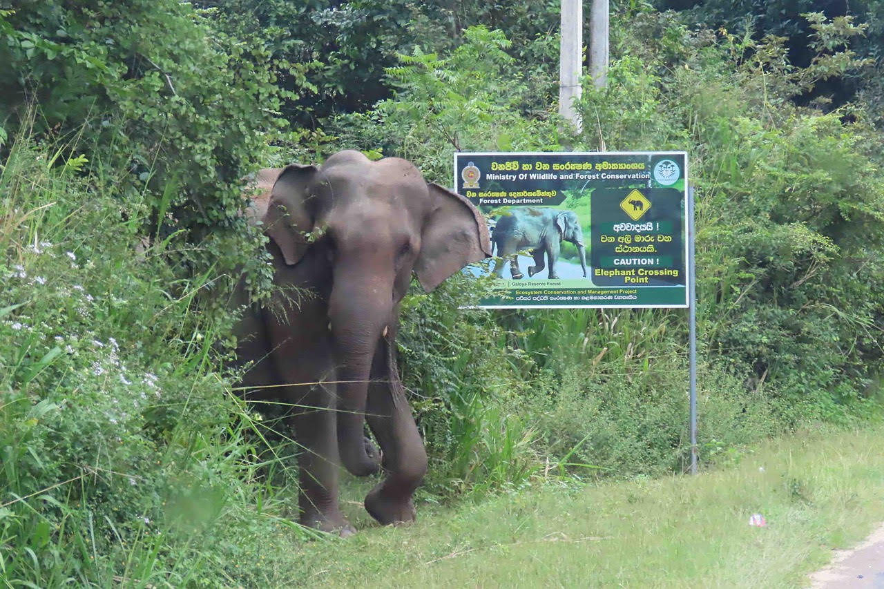 Elefanten leben in Sri Lanka ganz nah bei den Menschen!
